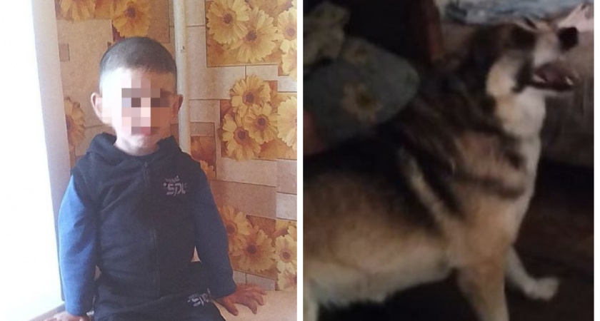 В Юрьев-Польском районе собака укусила мальчика в промежность