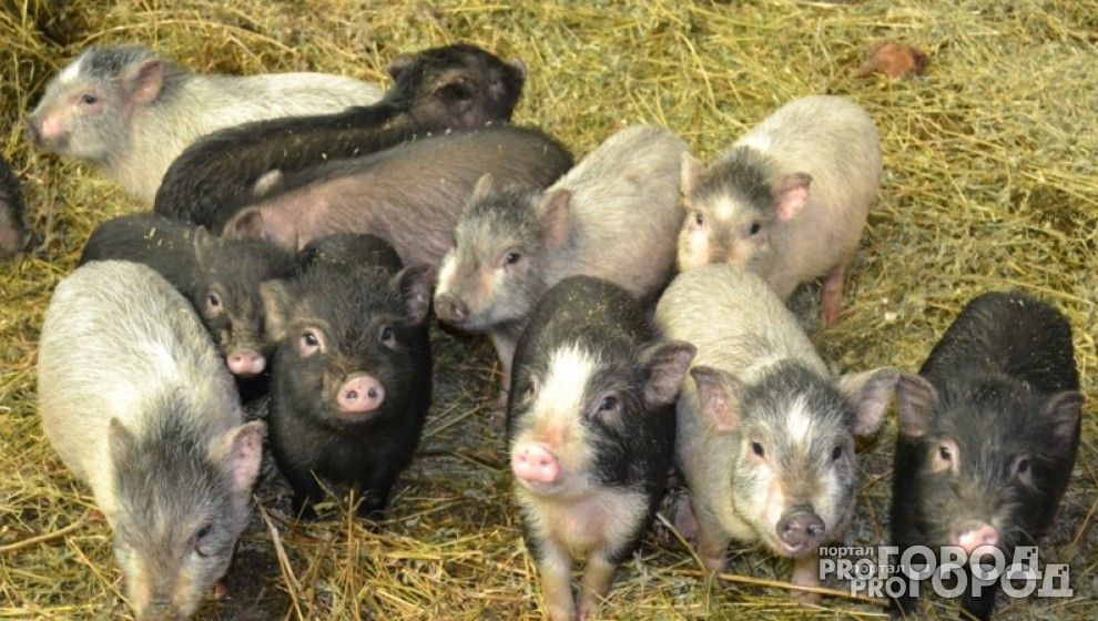В Судогодском районе выявлен вирус африканской чумы свиней