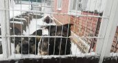 Во Владимире 60 приютских собак скоро окажутся на улице