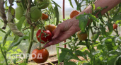 Опытные садоводы всегда собирают гигантские томаты: вот что они делают с рассадой