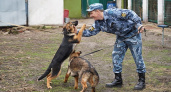 На службу в УФСИН по Владимирской области приняли новых щенков 