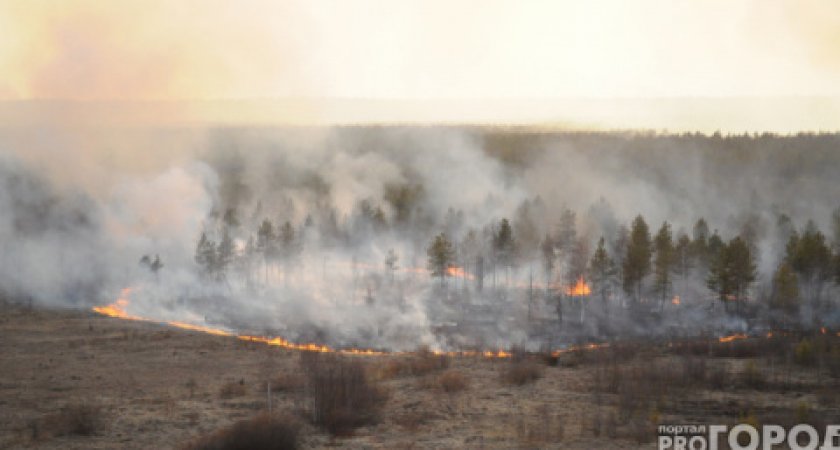 Более 100 млн деревьев во Владимирской области пострадали от пожара