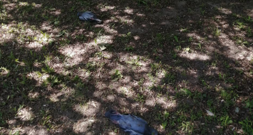 В сквере на Добросельской валяется около 10 мертвых голубей