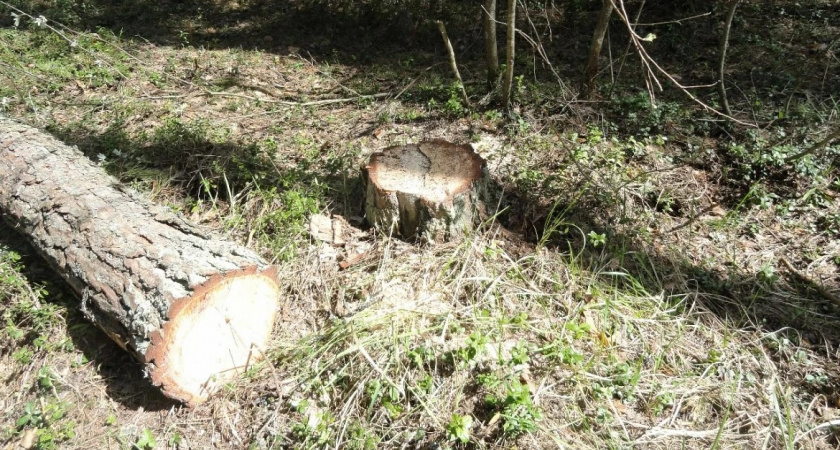 В Коврове мужчина спилил деревья на 2,5 миллиона рублей