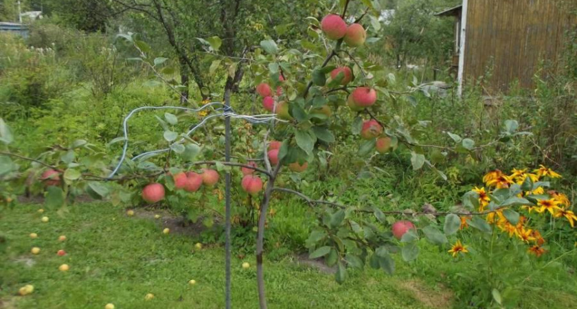Во Владимирской области пресекли реализацию саженцев "конфетных" яблонь
