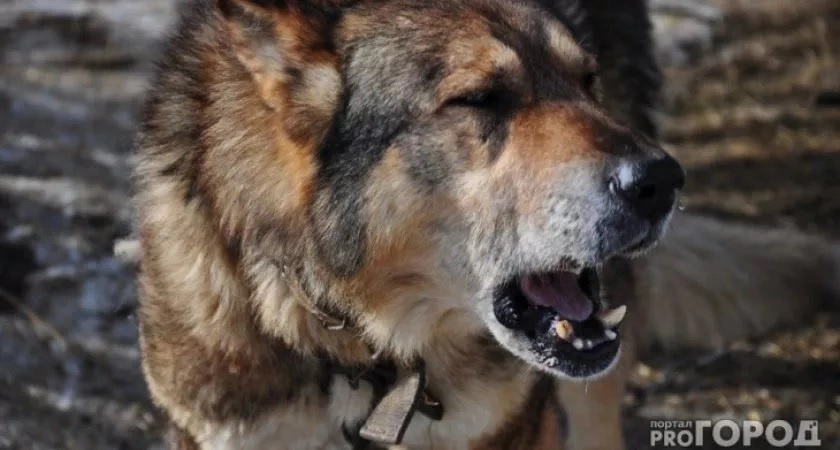 В Киржачском районе собака, которую отправили на самовыгул, загрызла 9 ягнят