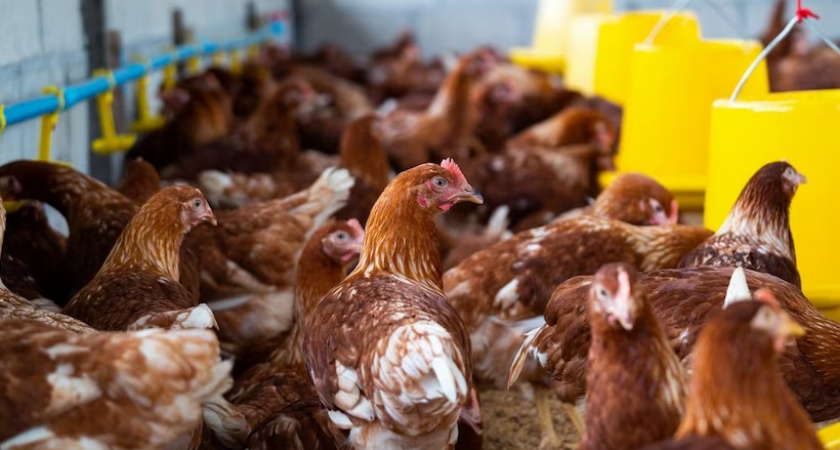 В Коврове обнаружили высокопатогенный птичий грипп