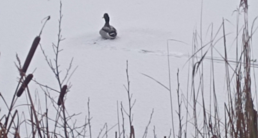 Жители Вяткино боятся, что на озере замёрзнет селезень-одиночка