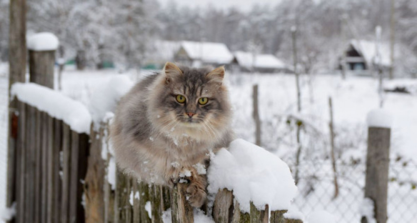 Россиян предупредили о серьезных штрафах за снег на даче
