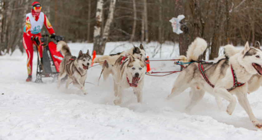 В Доброграде пройдет гонка на собачьих упряжках "Семь верст"