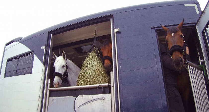 Владимирские ветеринары проверили здоровье лошадей для участия в соревнованиях в Узбекистане
