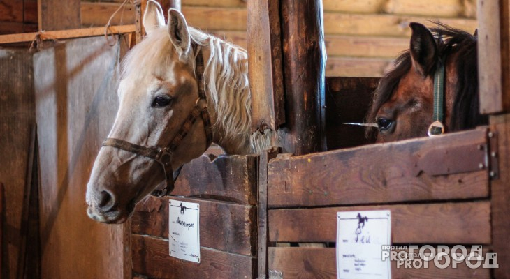 В Суздальском районе автомобилист подал в суд на лошадь