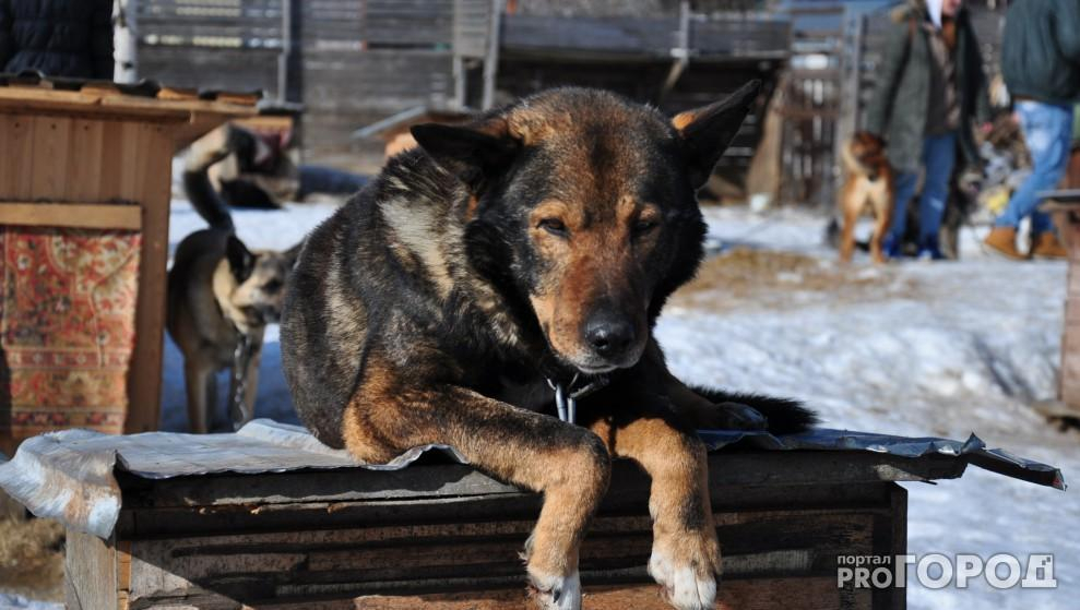 Во Владимире объявлена охота на бродячих собак: трупы животных находят повсюду