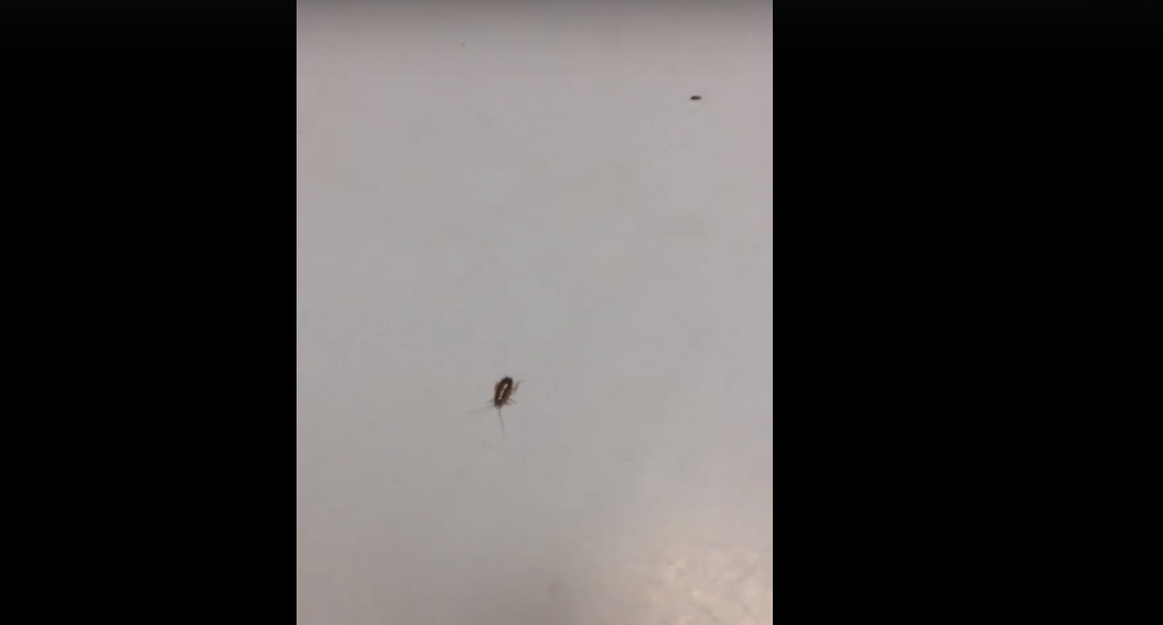 Житель Владимира обнаружил в местной больнице полчища тараканов