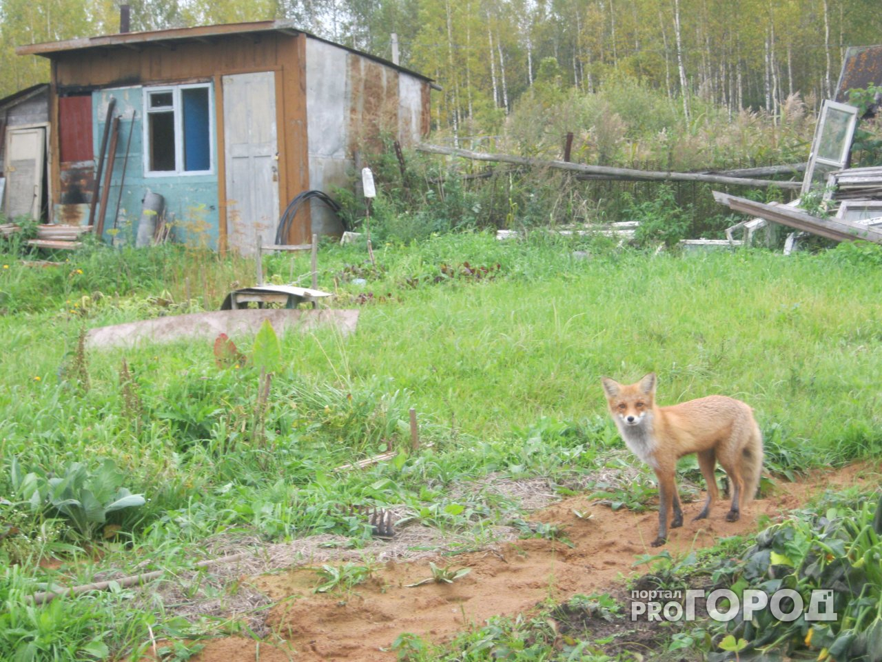 Бешеная лиса забрела в поселок под Гусь-Хрустальным
