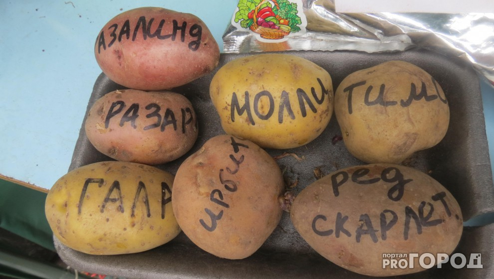 В российском картофеле обнаружены химические вещества и множество болезней