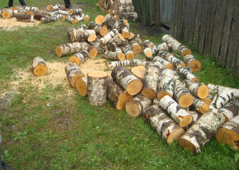 Банда «черных лесорубов» пилила деревья в заказнике Владимирской области