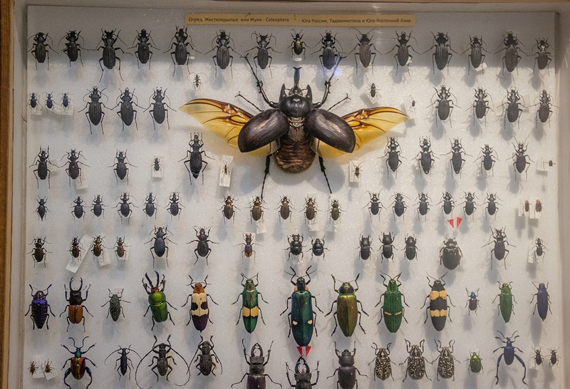 Украденную коллекцию владимирского энтомолога пытались продать в сети