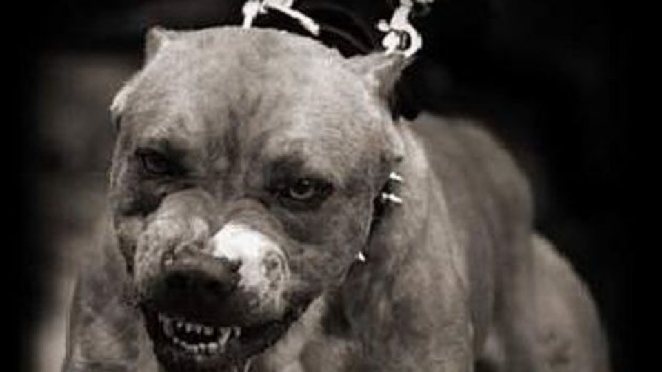 Хозяйка бойцовской собаки, которая изуродовала жителя Судогды,  пойдет под суд