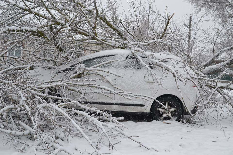 Жительница Владимира отсудила деньги за упавшее на свой автомобиль дерево