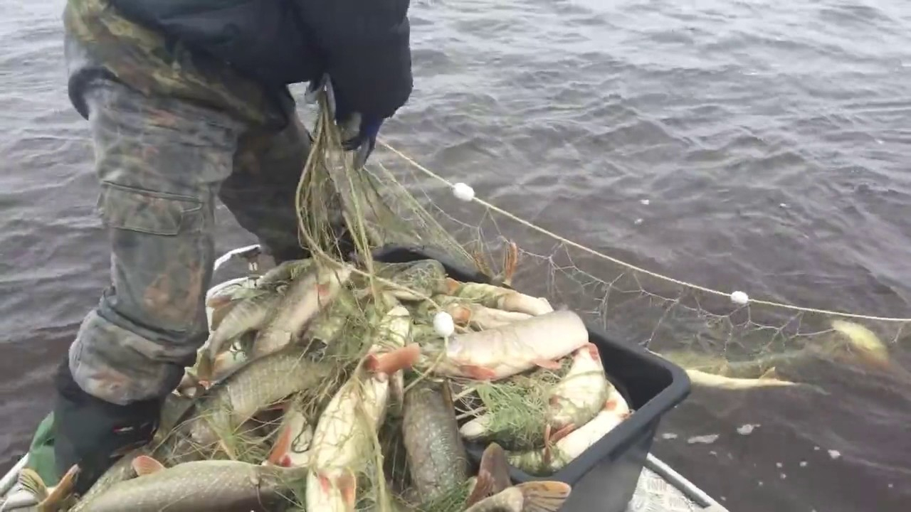Браконьер наловил рыбы почти на 40 000 рублей, но был задержан