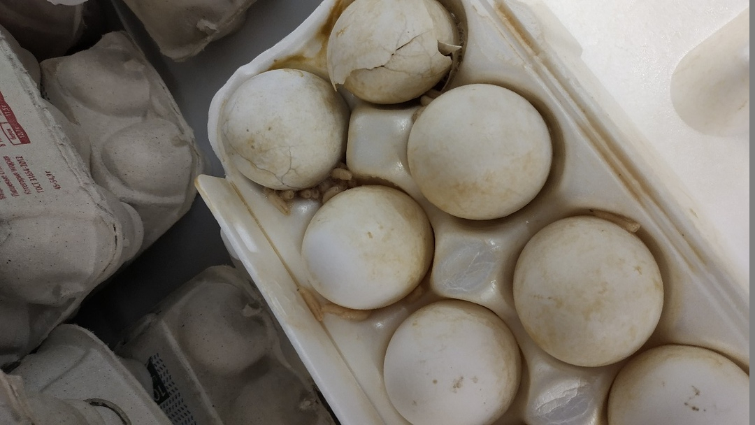 Яйца с опарышами: Омерзительная покупка во владимирском супермаркете