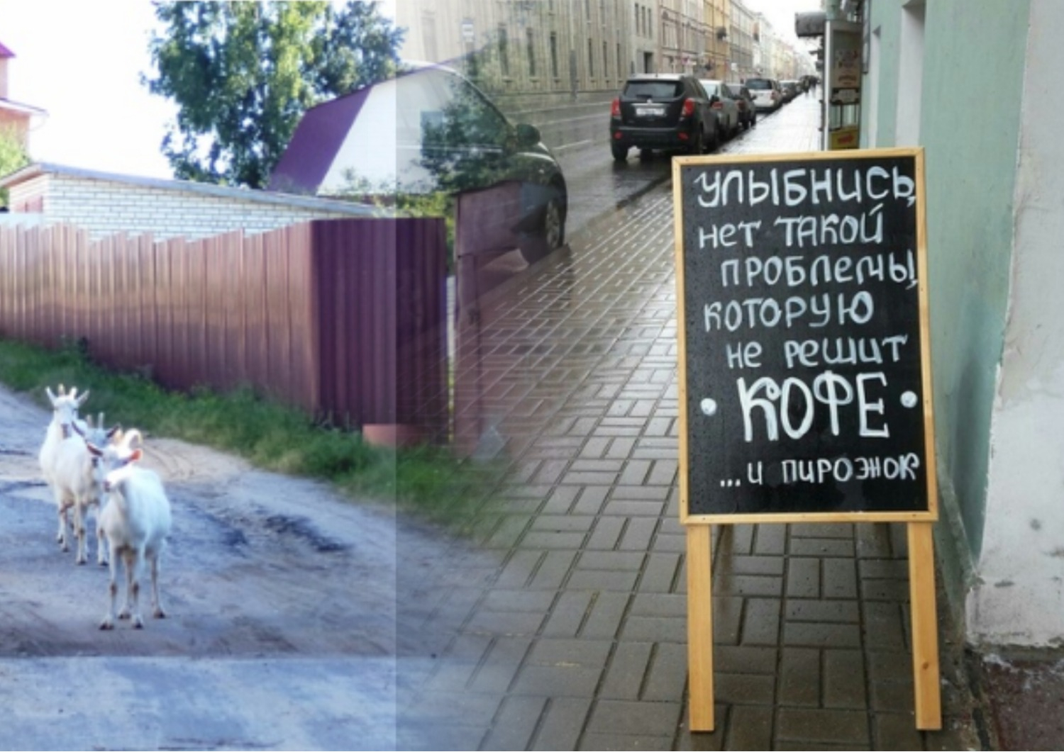Владимирское утро: озорные козочки, бескрайнее море и граффити