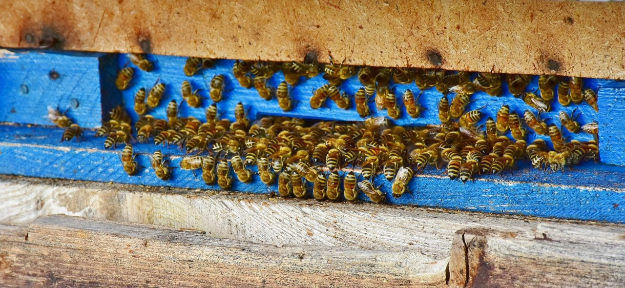 "Винни-Пух" из Вязников организовал хитроумное похищение пчёл