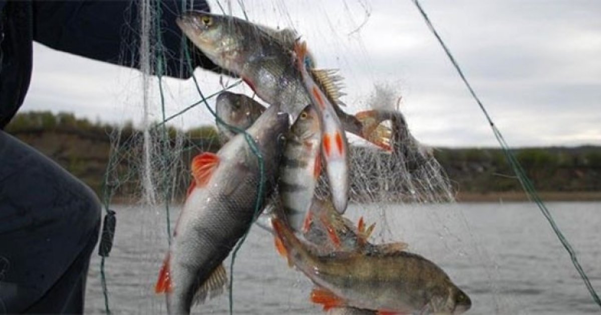 Гороховчан могут оштрафовать на 300 тысяч рублей за ловлю рыбы