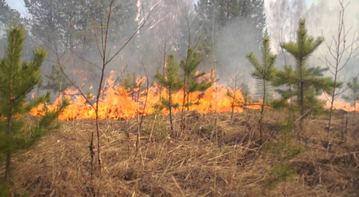 Стало известно, когда во Владимирской области отменят пожароопасный сезон