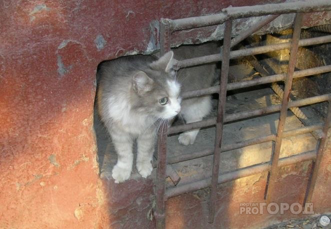 Владимирцев обяжут открыть подвалы домов для животных