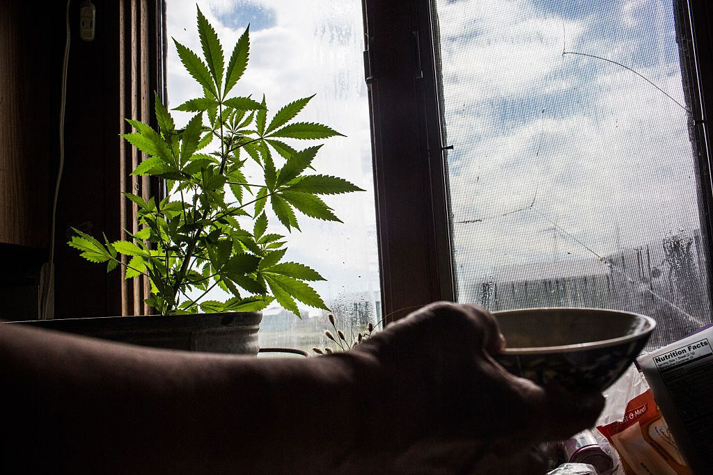 В Лакинске подросток выращивал марихуану
