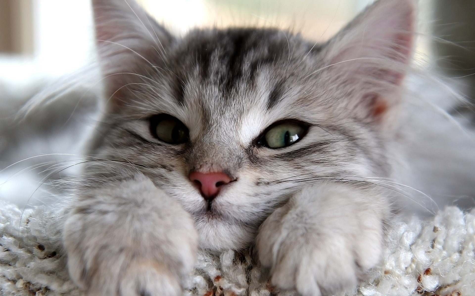 Тест дня: а что вы знаете о кошках?