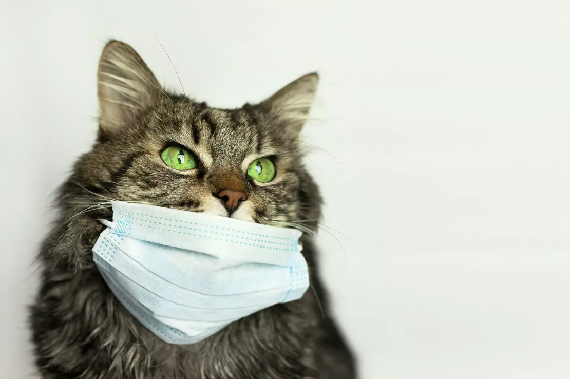 В России кошка заразилась коронавирусом