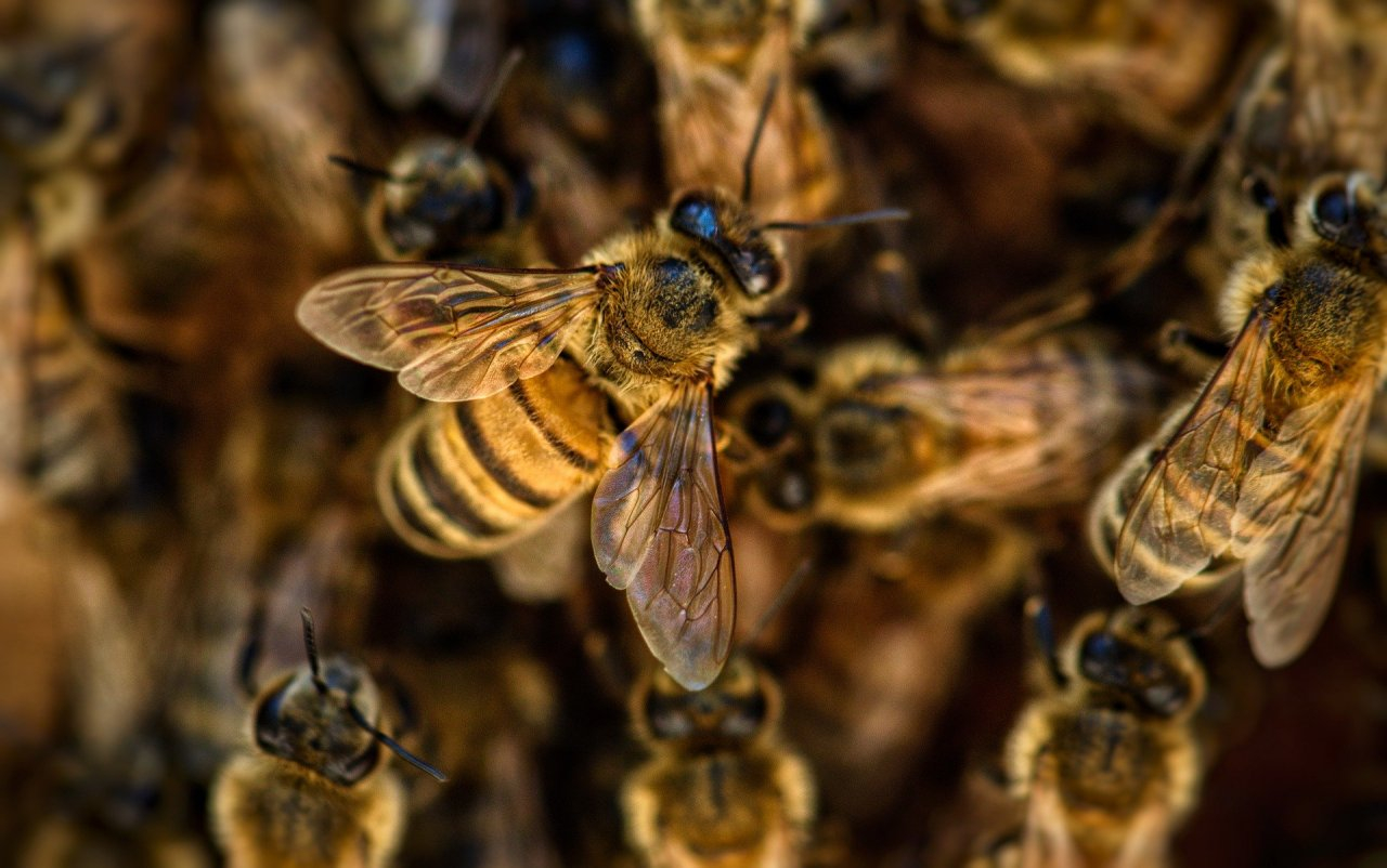 Во Владимирской области хотят избежать массовой гибели пчел
