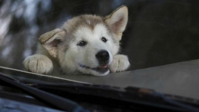 Во Владимире хозяева оставили собаку в машине на жаре