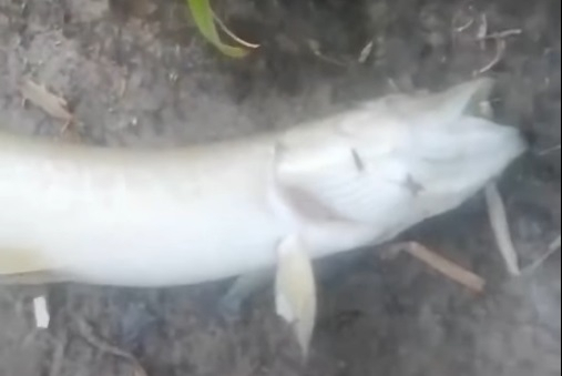 В озере под Владимиром массово погибает рыба