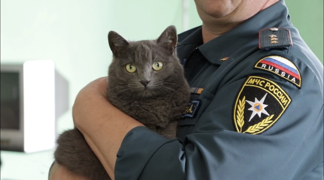 Кошка стала талисманом владимирских пожарных