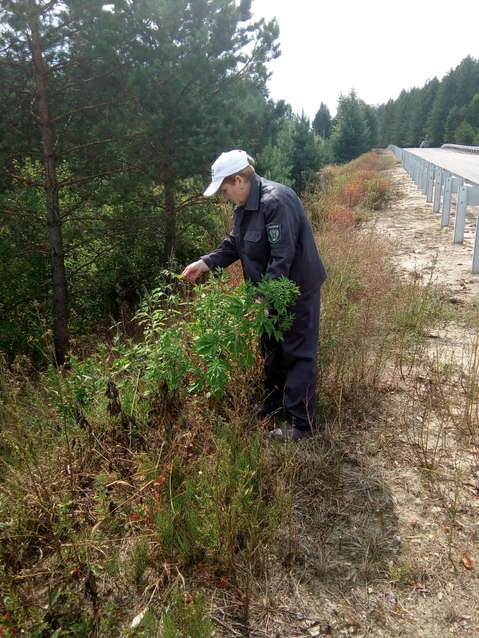 Во Владимирскую область завезли сорняк, угрожающий посевам и здоровью людей