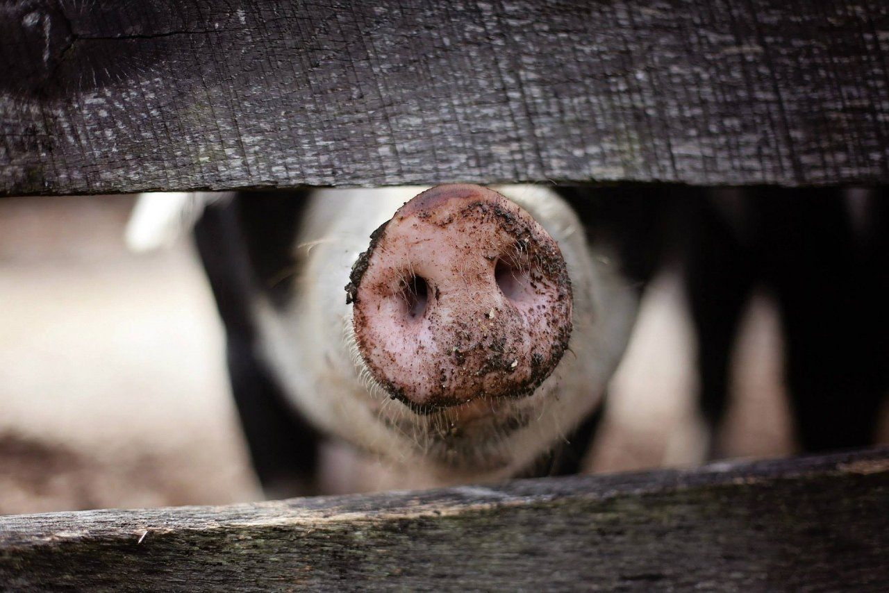 В Камешковском районе  выявлен вирус африканской чумы свиней