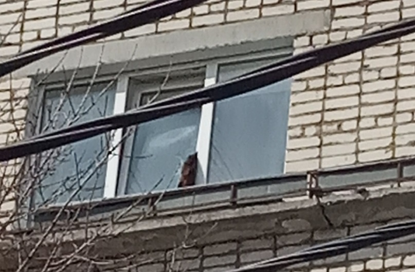 В Гусь-Хрустальном кошка попала в смертельную ловушку на окне своей квартиры