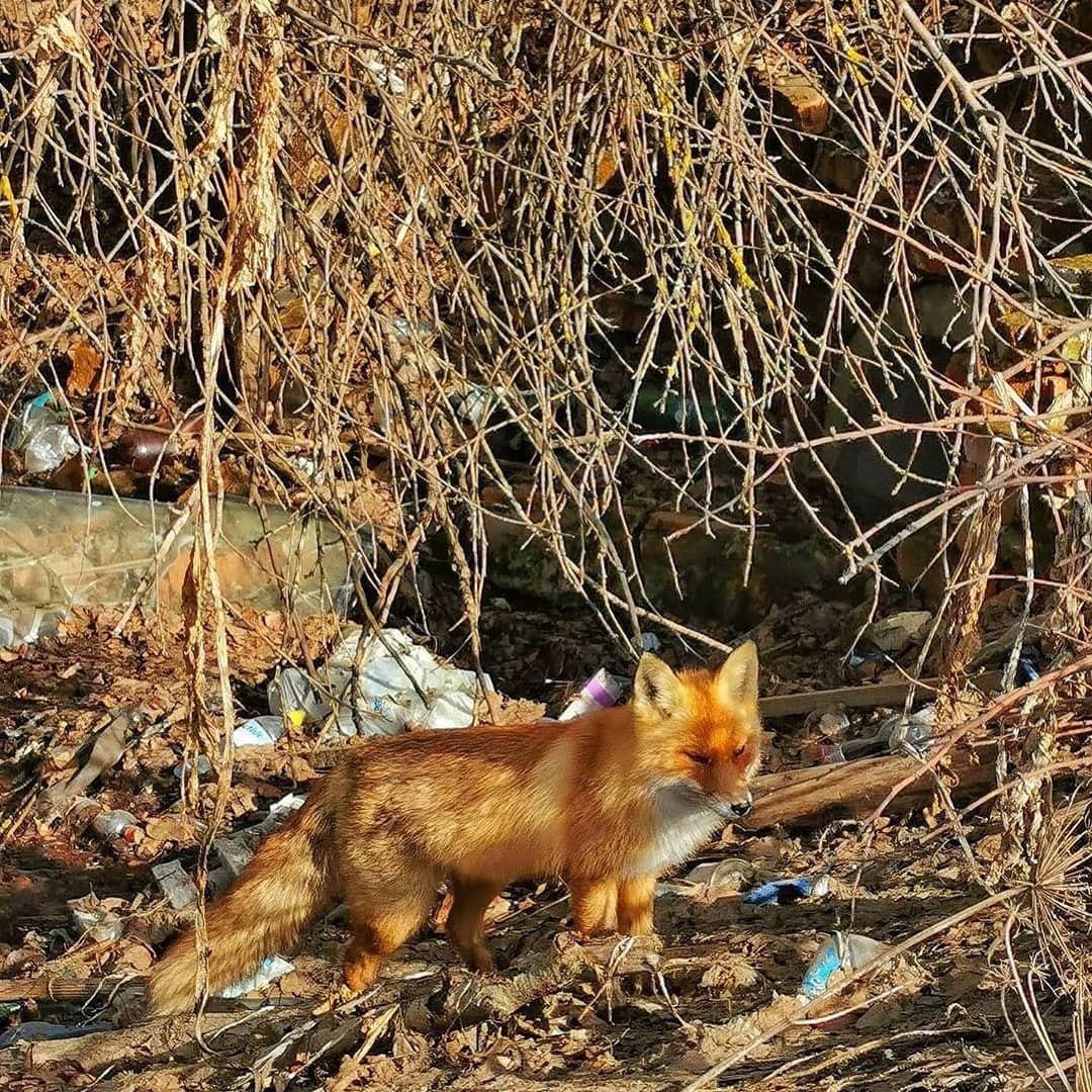 Житель Коврова заснял гуляющую среди мусора лису