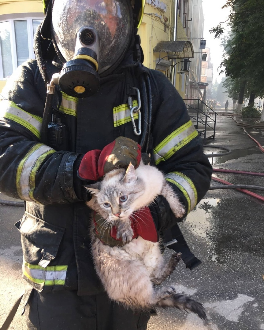 Ковровские пожарные спасли котов из горящего дома