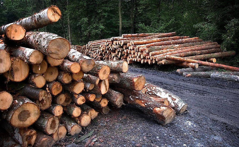 Житель Суздаля незаконно продал древесину на сумму почти 10 млн рублей