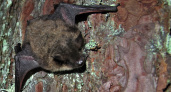 Московские учёные во Владимирской области обнаружили редких летучих мышей