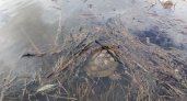 В городском пруду Владимира поселилась большая черепаха
