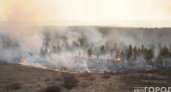 Более 100 млн деревьев во Владимирской области пострадали от пожара