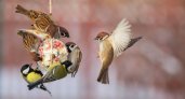 Во Владимирской области стартовала культурно-экологическая акция «Покормите птиц!»