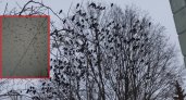 Владимирцев не первый раз за зиму пугают полчища ворон и галок