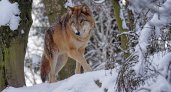 Во Владимирской области выросла популяция волков